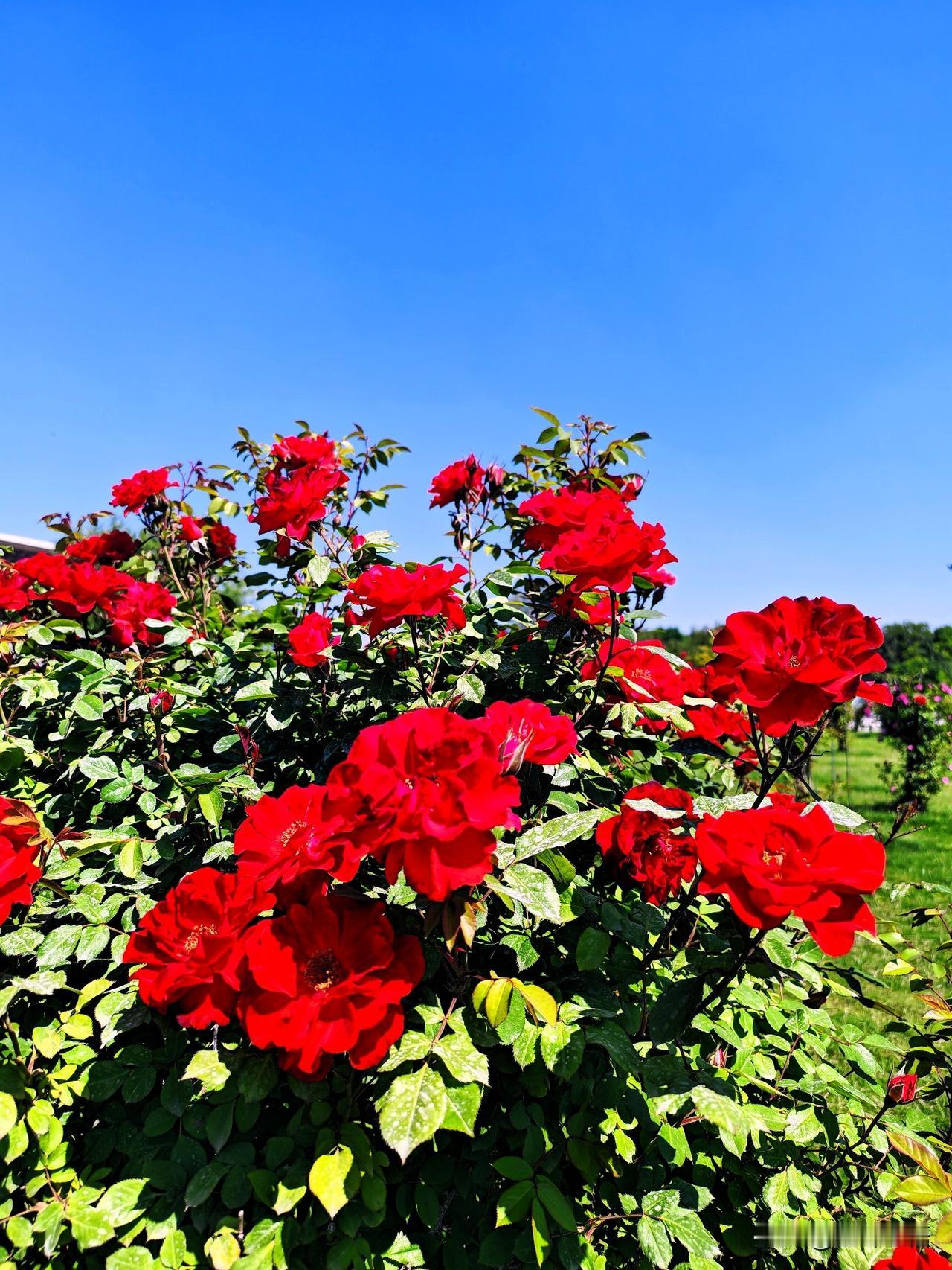 红艳映碧空，花海醉人魂。🌹🌸