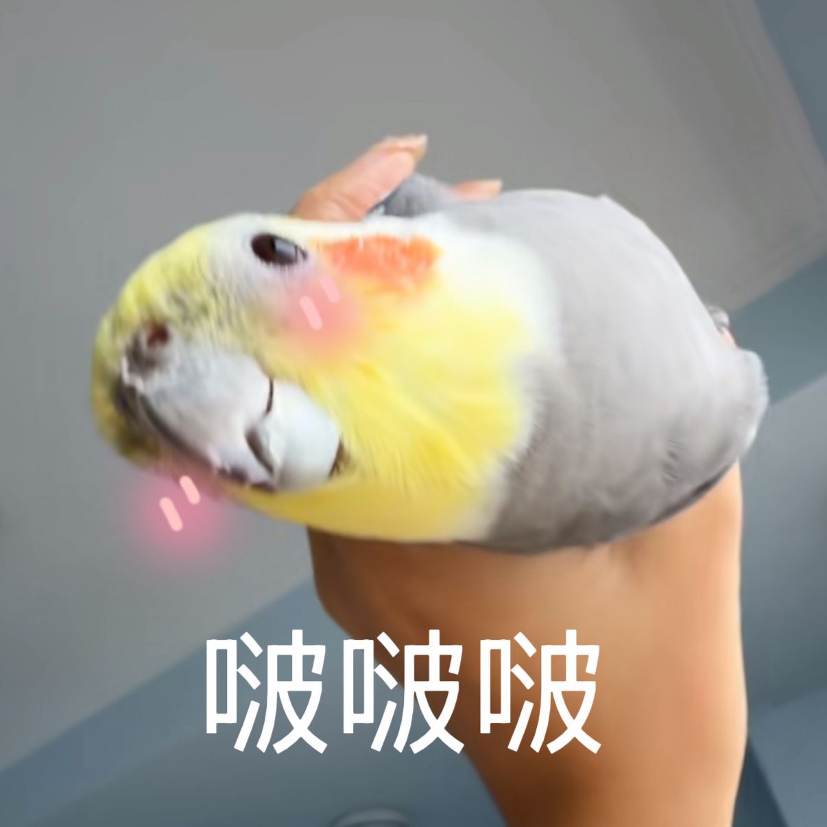 周五了亲亲老婆宝子们mua!(*╯3╰) 