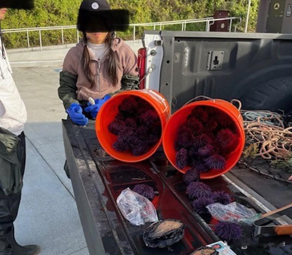 “把鲍鱼塞进裤裆”走私两只濒危鲍鱼，加州女贼当场被抓！
 
据外媒报道，美国加州