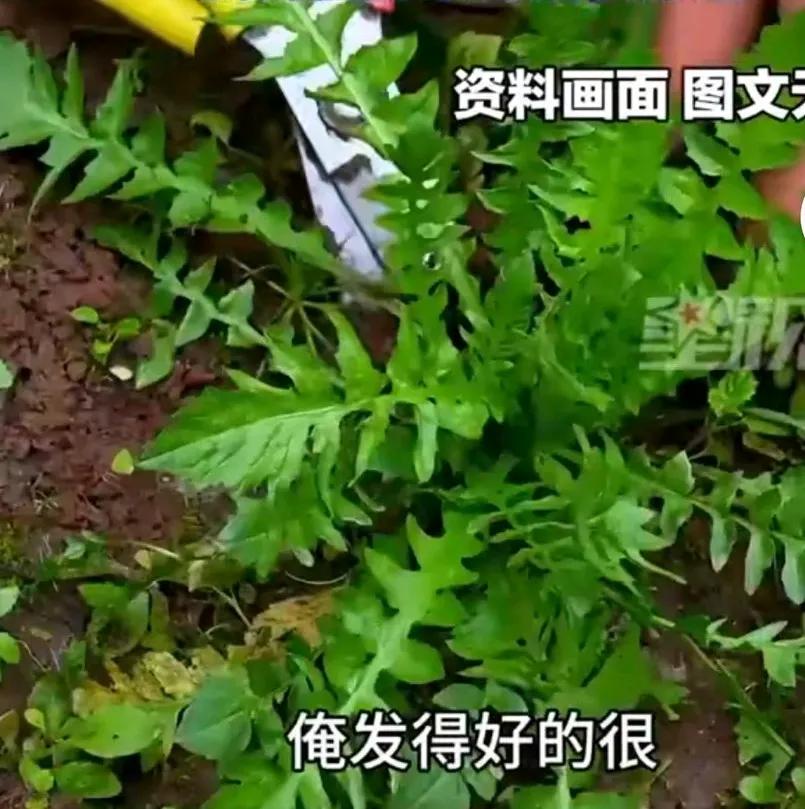 女孩被相亲对象约去挖野菜，问他为啥挖野菜，
男孩说要做野菜锅盔，
结果野菜挖完后