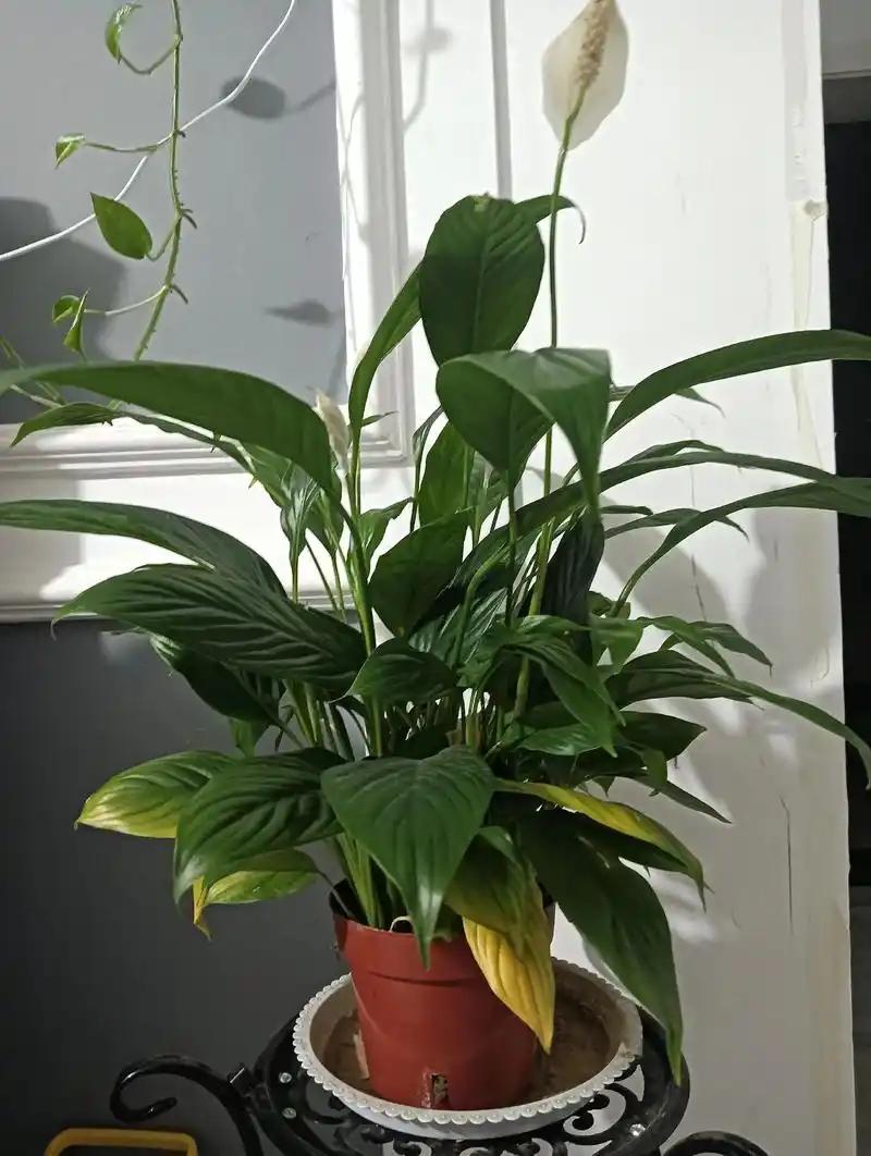 [浮云]这些漂亮的绿植正在悄悄危害你和家人！


好多人喜欢在卧室摆盆夜来香或者