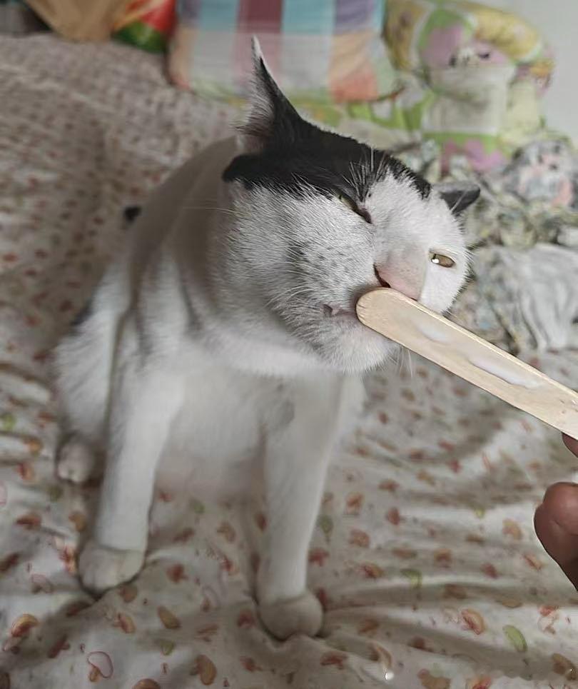 49833【丑猫】谁敢闻 
