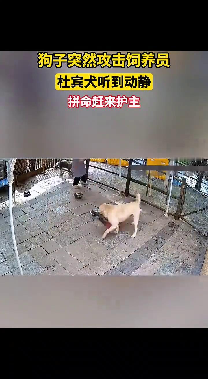 拼命赶来护主，狗子突然攻击饲养员。
杜宾犬听到动静，拼命赶来护主，狗子突然攻击饲