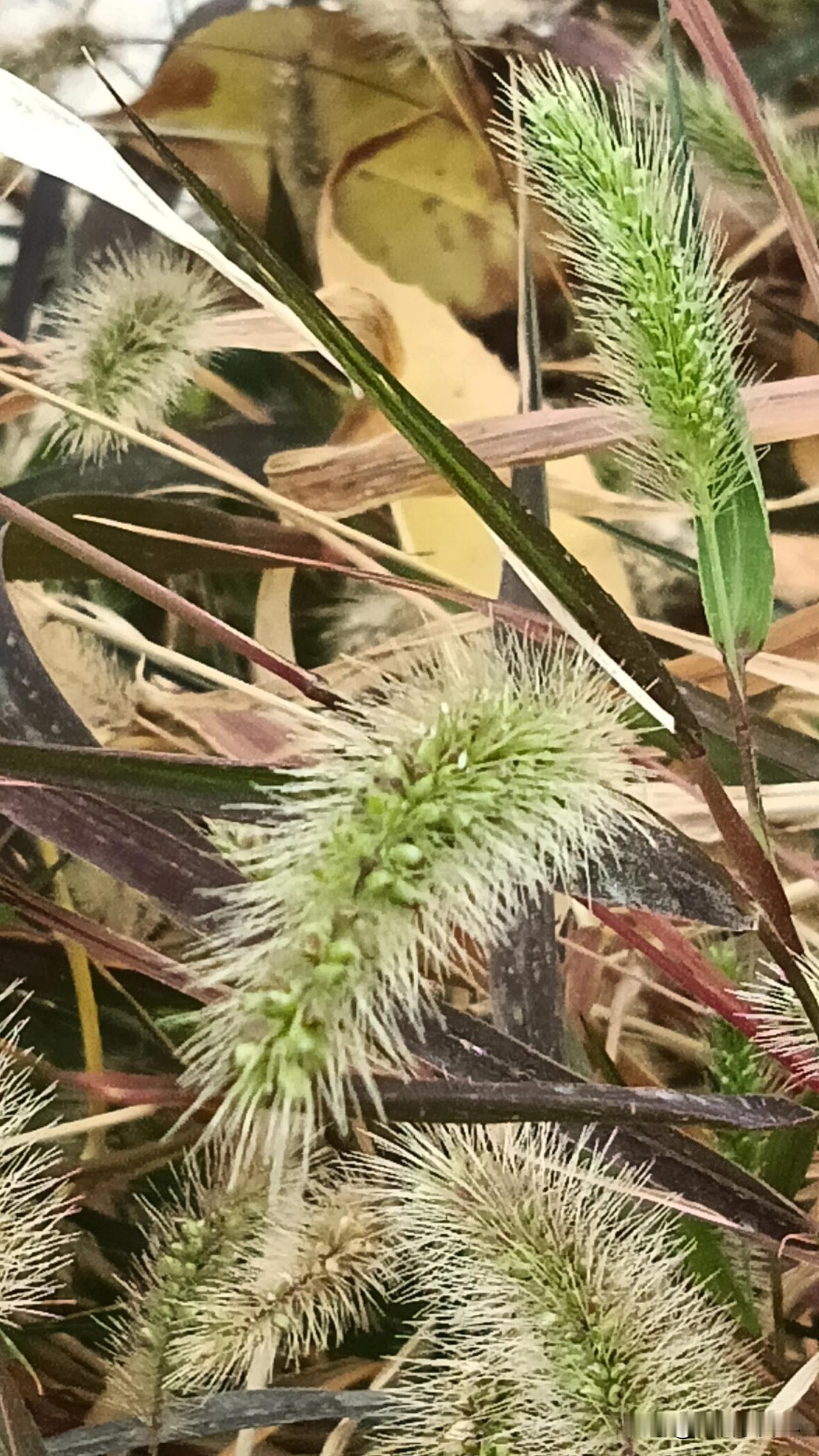《写给大自然》

是花，你就芬芳
是草，你就馨香
都是大自然的宠儿
没有谁比谁高