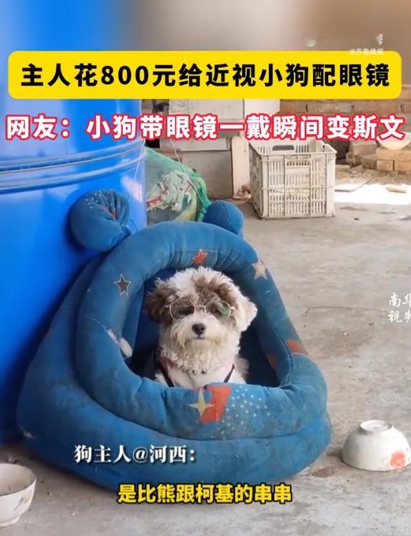 没想到狗狗也会近视，还挺让人意外的

河南有一只8个月大的小狗，因为高度近视，平