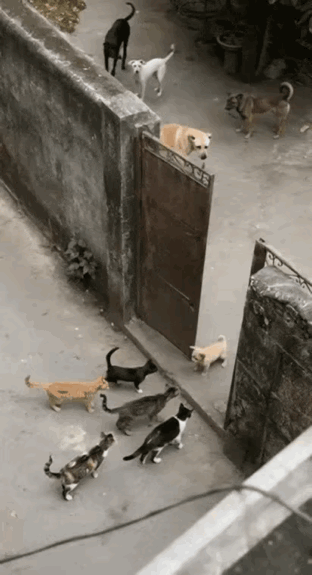 狗子终于扬眉吐气了一次[捂脸]