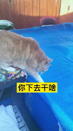 老铁你快瞅瞅这虎了吧唧大橘猫，纯纯缺心眼子！
瞅着这块蓝布锃光瓦亮，傻了吧唧以为