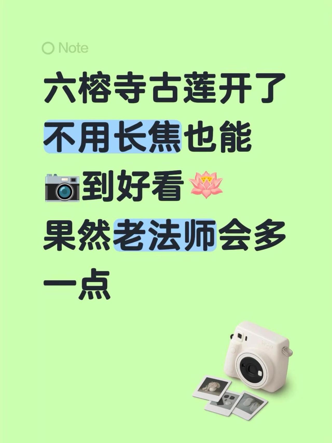 近距离拍莲花！六榕寺古莲开了不用长焦也能📷到好看🪷 果然老法师会多一点创作者