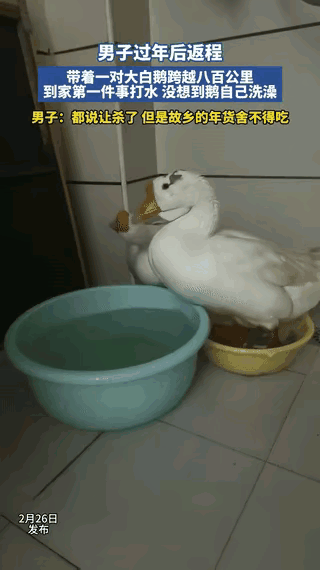 解释不清了！
河南一男子带着大鹅跨越八百公里，到家第一件事给打水，鹅的反应让男子
