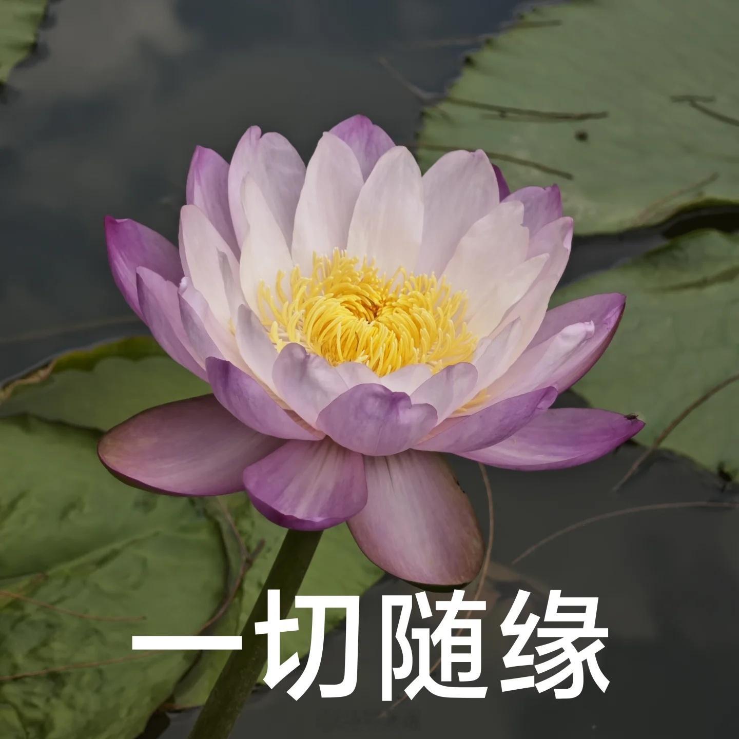 be water，my friend淡淡的顺顺的 其实看着魔猫每天都在尖叫啊啊啊