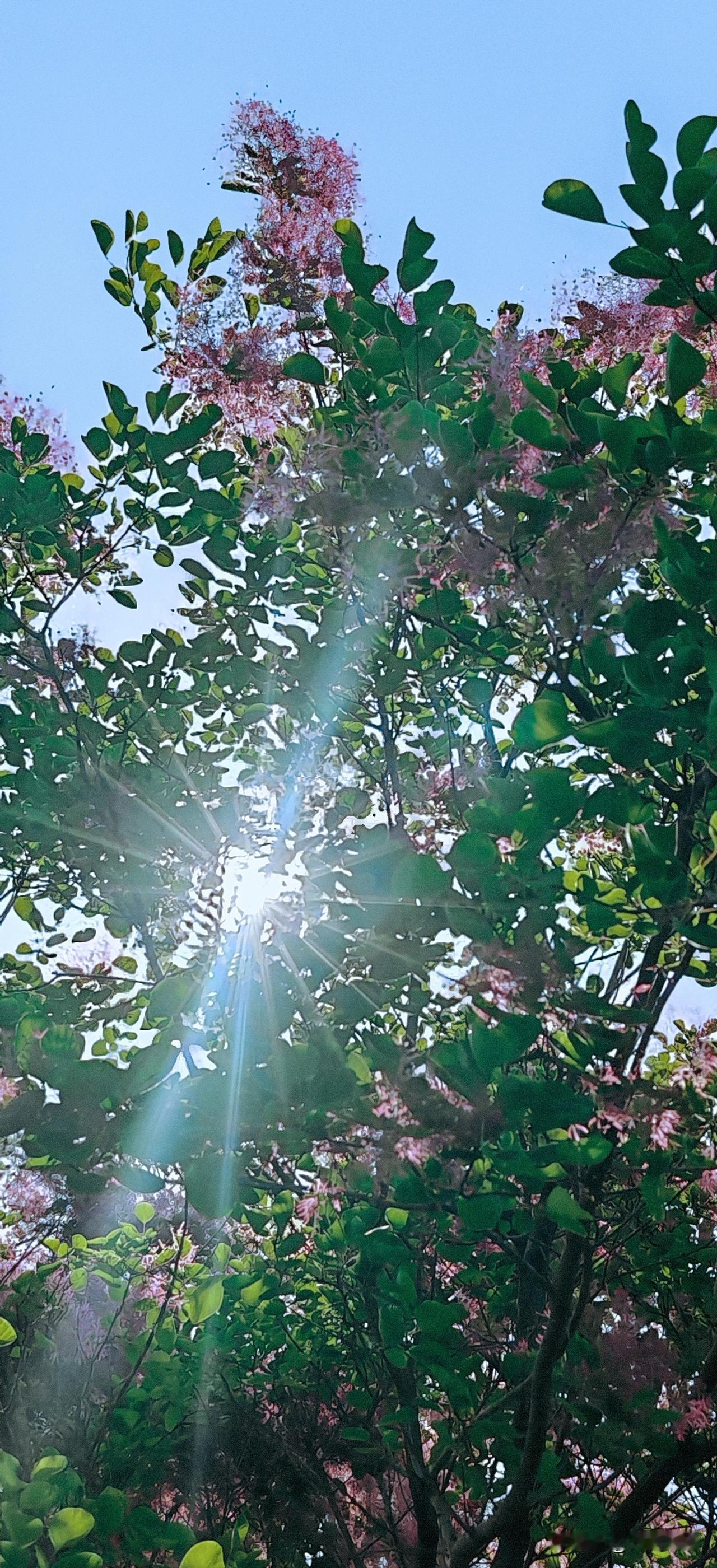 光芒四射的阳光穿透黄栌树的花叶缝隙，异常耀眼夺目。