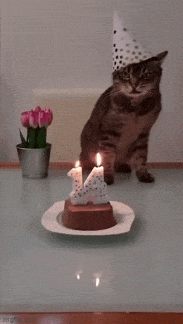 猫猫：蜡烛比蛋糕还大，怎么开心得起来 ​​​