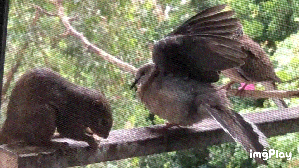 #鸟粉投稿# 跟松鼠🐿️抢地盘的珠颈斑鸠咕勇者！没错了 ​​​
