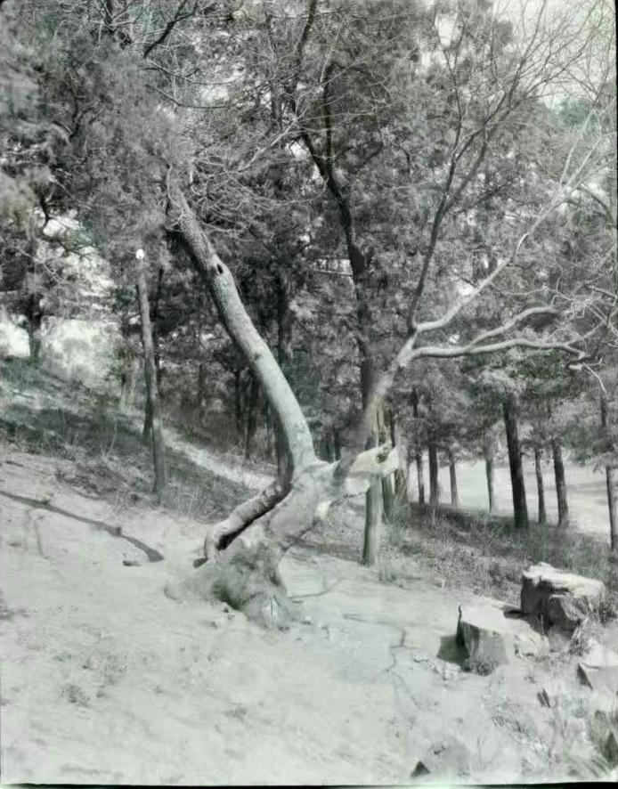 历史老照片分享这是煤山上那棵著名的歪脖子树，是一位外国人1917年拍摄的，此树已