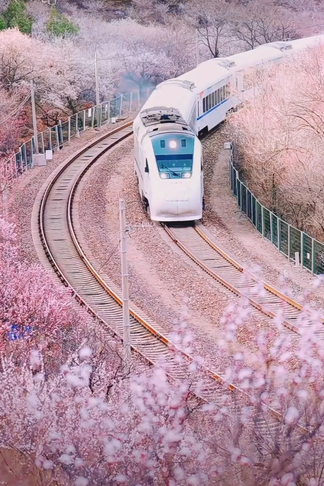 居庸关花海栈道已开放，开往春天的列车