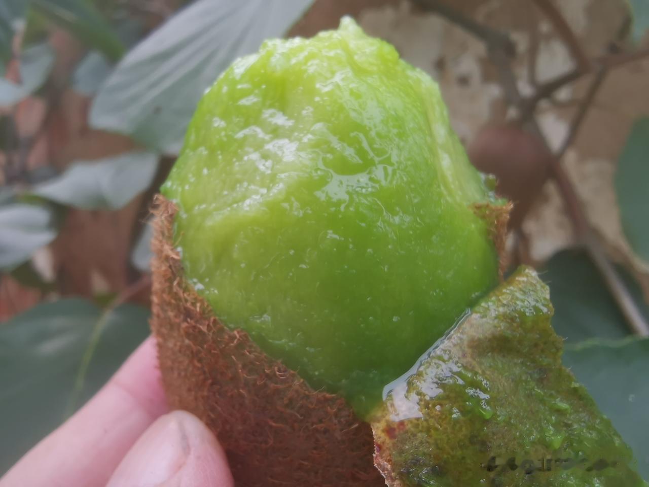 猕猴桃啥时候成熟,啥时候吃最好?
关中地区翠香猕猴桃，九月十日开始成熟，采摘后三