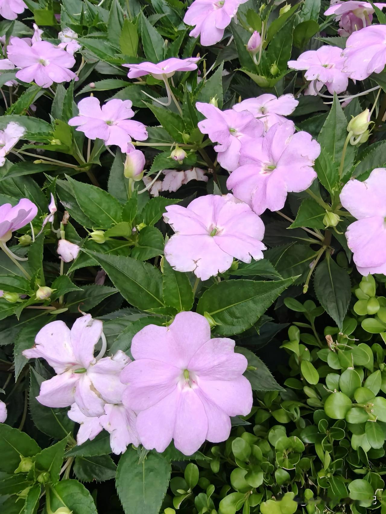 浅紫花开，满目温柔💜

一丛浅紫悄然盛放，绿叶衬着柔美的花瓣。不张扬，却自有芬