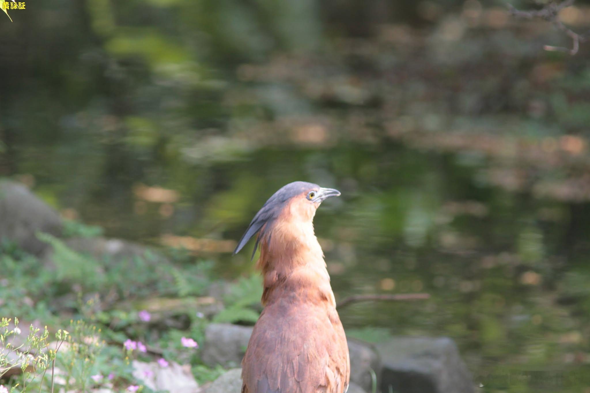 20260715，午安鳳頭蒼鷹上樹了Gorsachius melanolophu