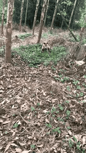 看了好几遍，原来这小狗在和一条蛇搏斗。