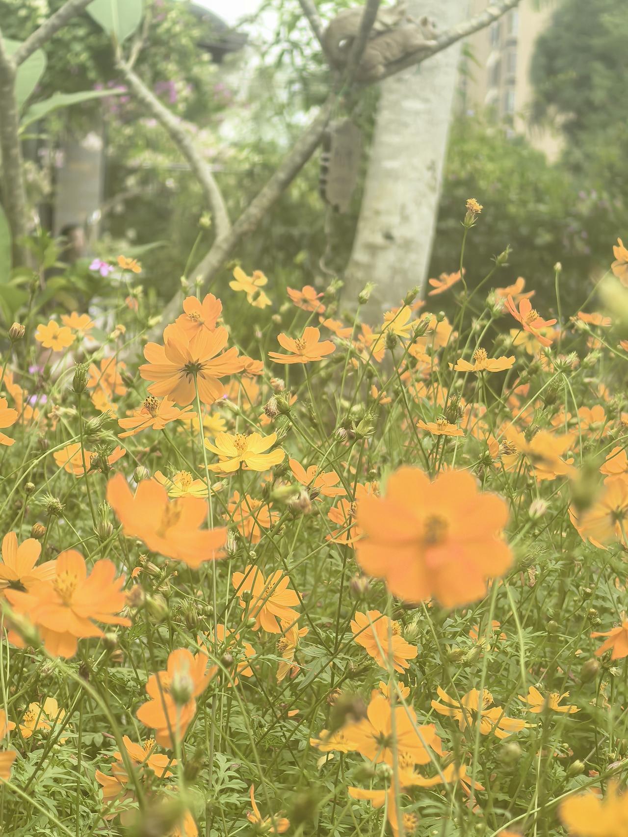 《七律·霜鸦》
霜鸦孤影诉离伤，
每念乡关欲断肠。
木叶萧疏含别恨，
云途杳渺滞