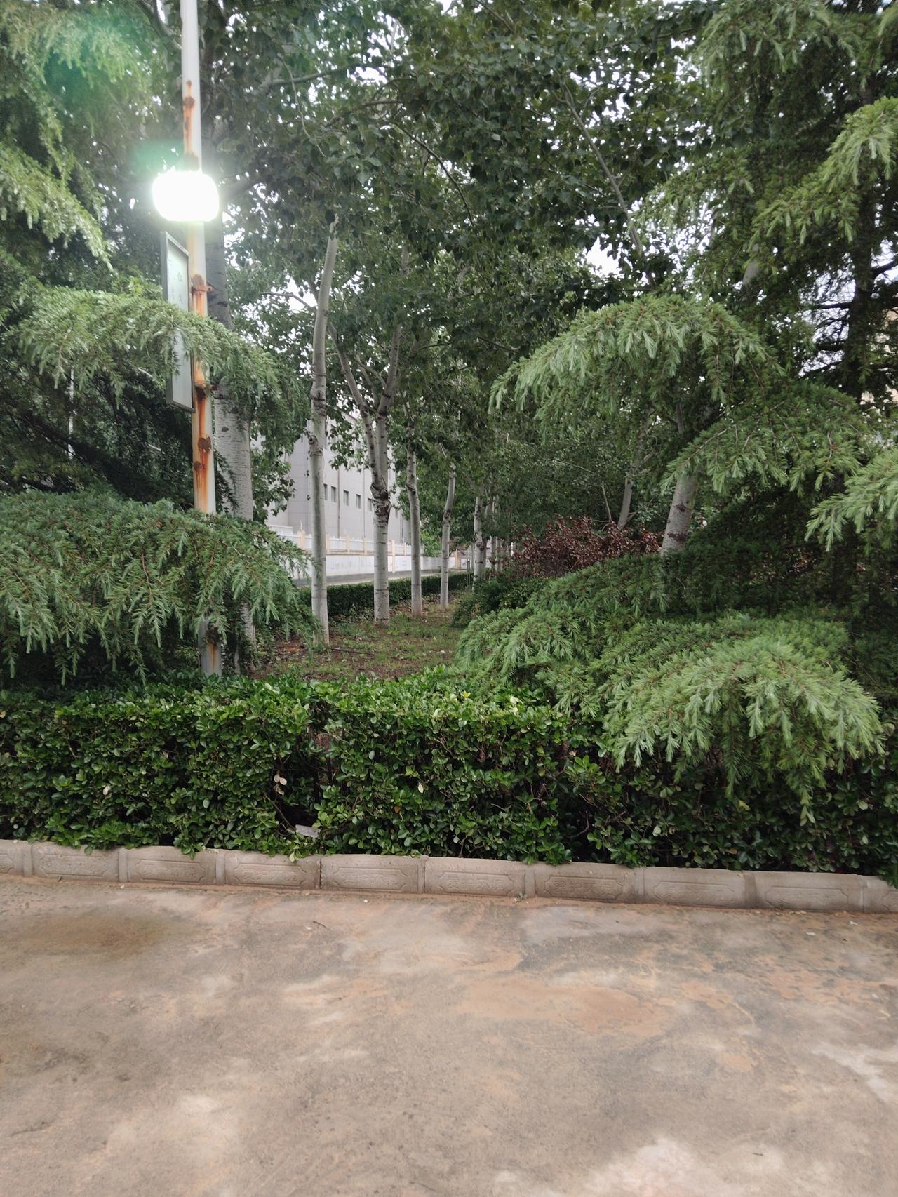 一大早，什么声音？——
6：30，我去单位转了一圈。听见树林里有扑腾声。一大早，