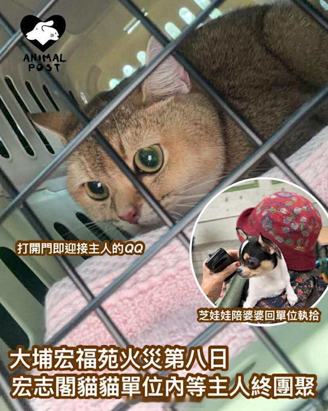 要爱护动物 「香港 新界大埔宏福苑 火災第8日 貓貓 於宏志閣單位終等到主人回來
