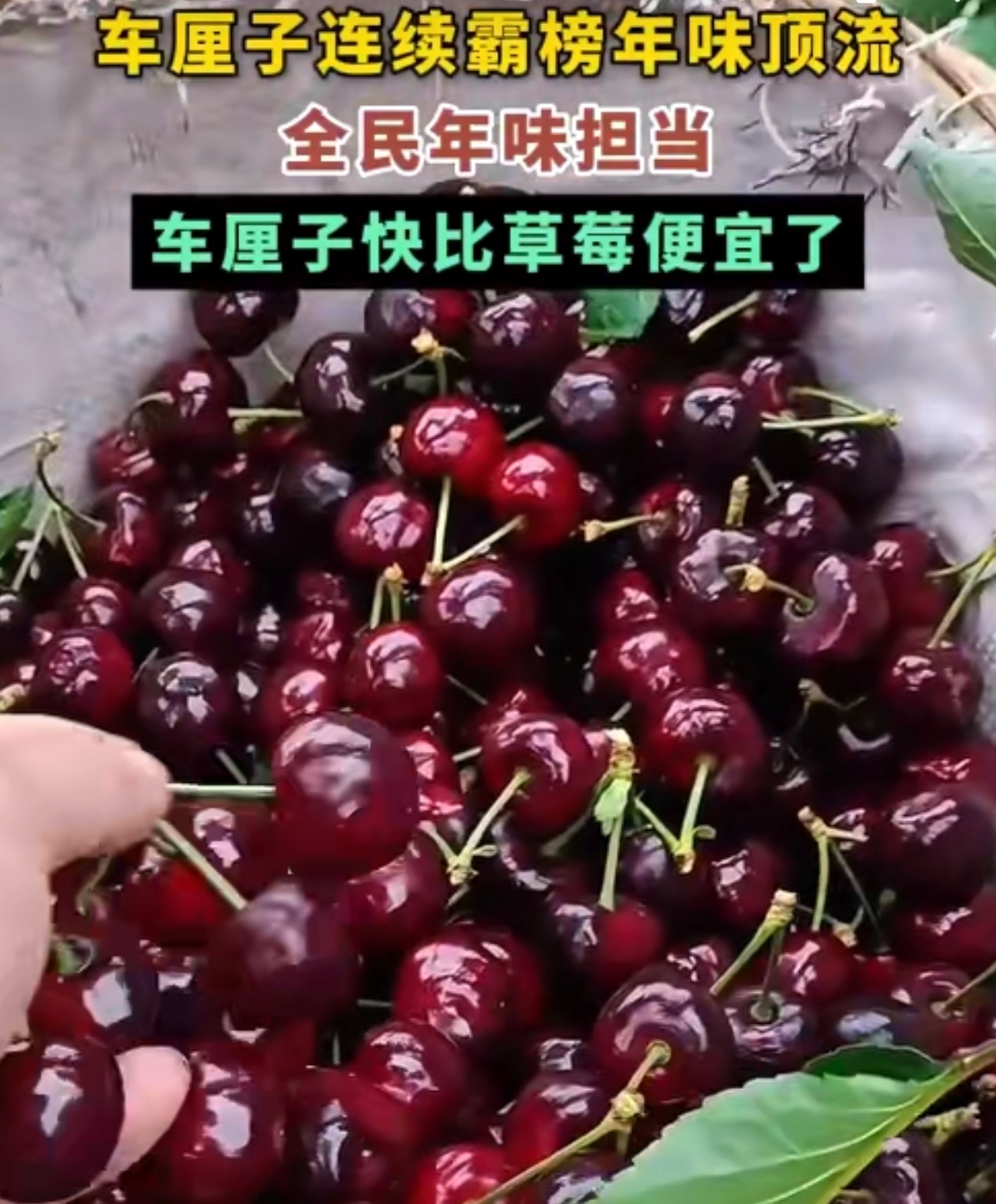 车厘子快比草莓便宜了 车厘子价格降下来真是个好消息，现在和草莓价差不大，春节买来