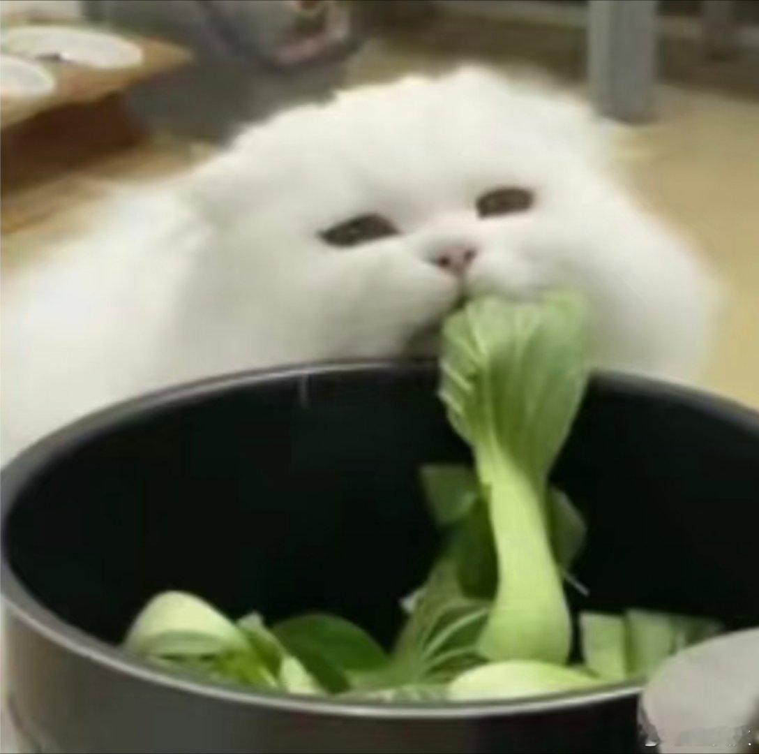 干饭！宝子们晚上吃的什么？我：好难瘦啊！怒而吃草 
