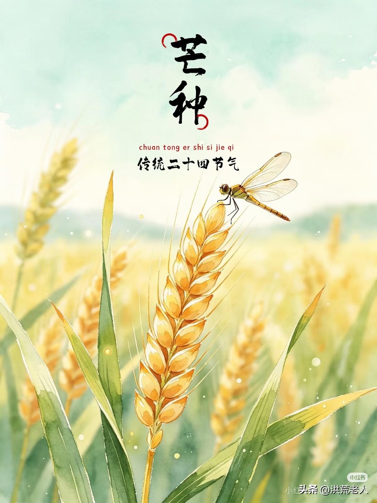 芒种时节万物丰
风吹麦浪闪金光