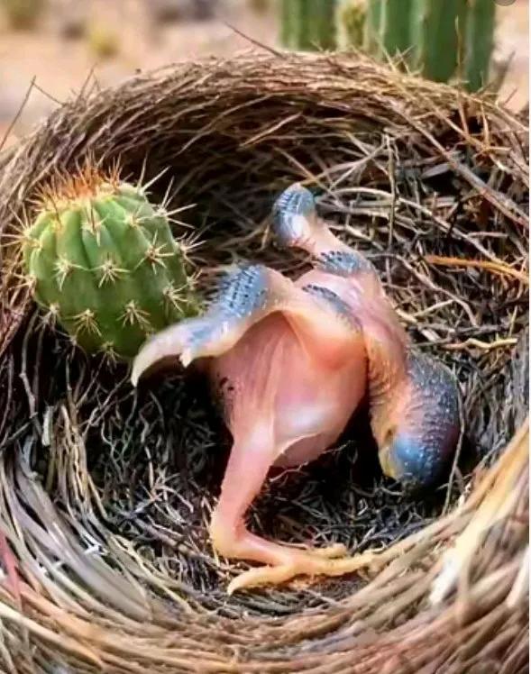 这也太缺德了，有人居然往刚刚出生的小鸟宝宝的窝里扔仙人球，扎得小鸟宝宝在窝里乱滚
