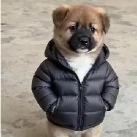 中小企业难，品牌，技术，资金，核心的啥都没有，准备关门或被整合！
      如