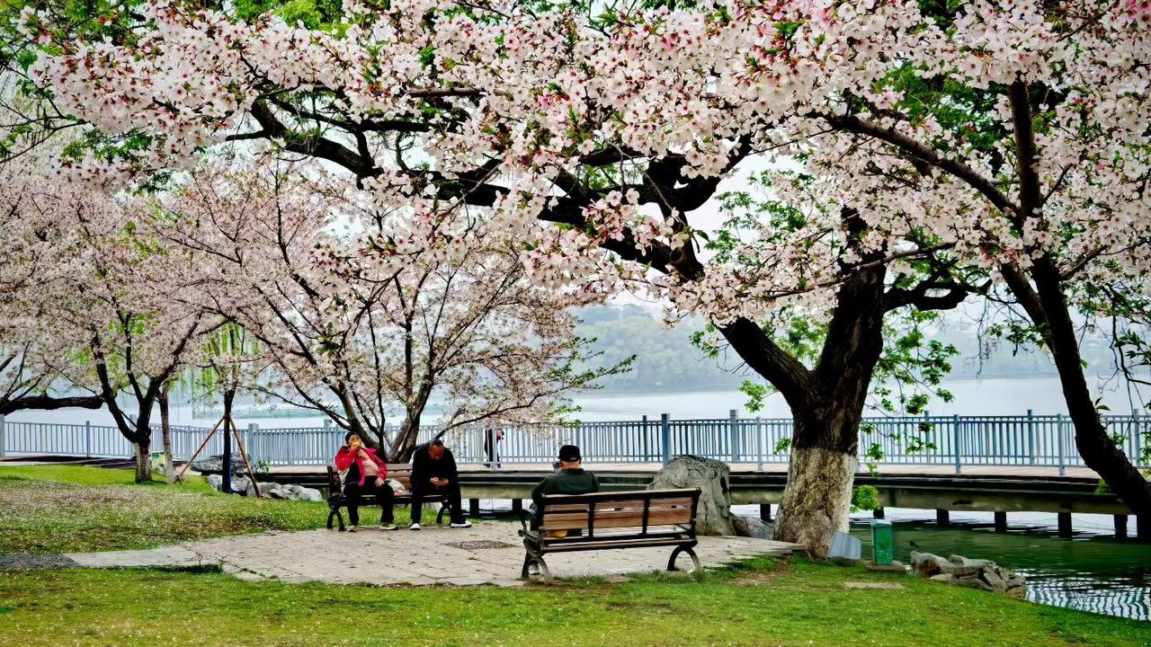 樱花开满枝头，碧水映着花影。长椅上的人们静静沐浴春光，花瓣随风轻舞，这大概就是春