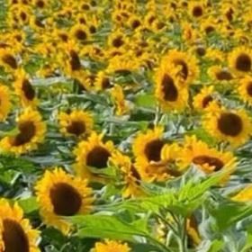 向日葵1. 栽培方式：营养土+园土+珍珠岩，疏松肥沃排水土壤；直根系发达，适合深