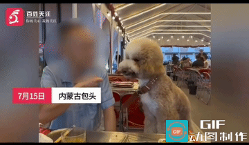 又是狗上桌” 男子不顾店规将宠物狗带进烧烤店，让狗坐在座位上直接啃食烤串。面对店
