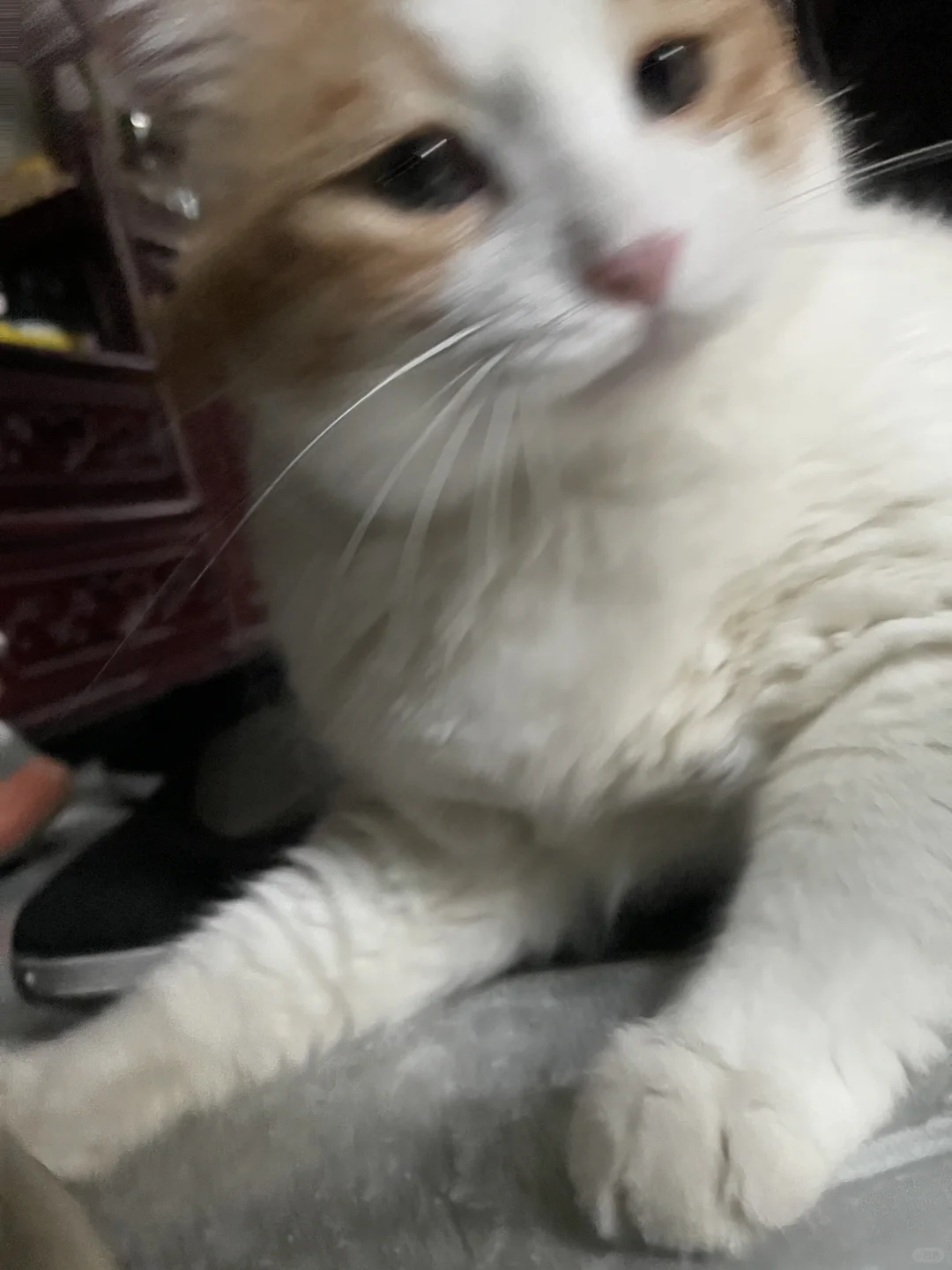 新鲜的