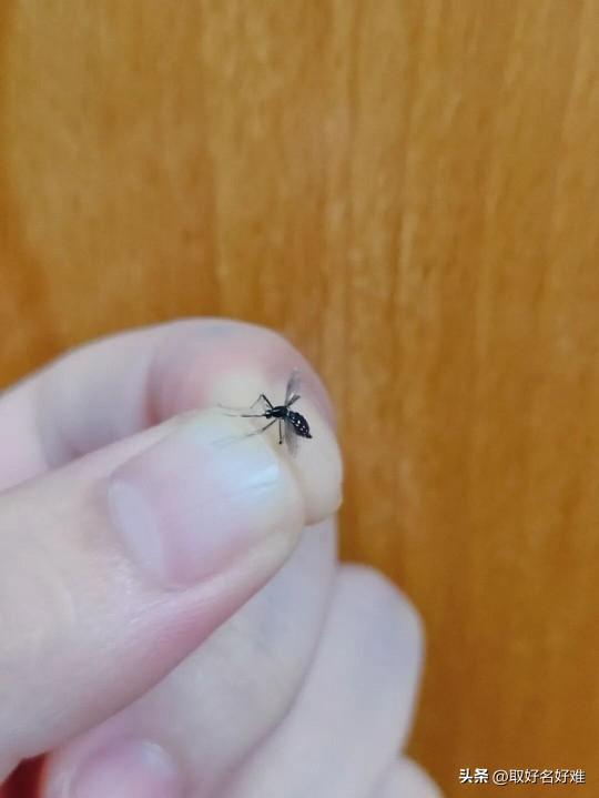 这活动最好搞成亲子活动，咱们全国各地的街道小区，都可以推出此类活动，奖品可以由企