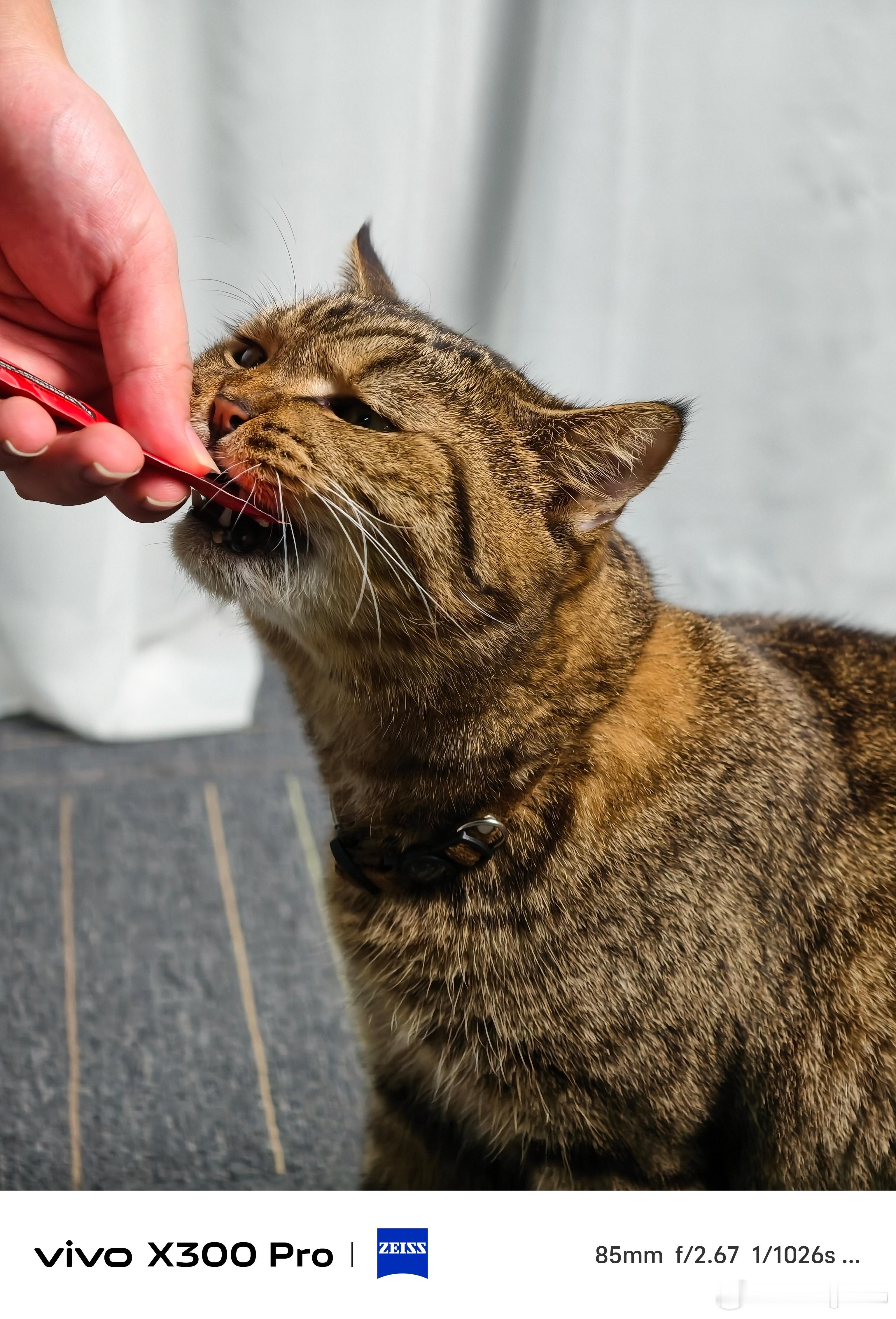 女子睡觉被15斤猫咪压致手腕骨折大卡车这个名不是空穴来风还真会压骨折求求了给家里