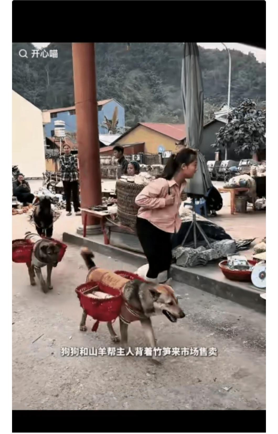 “太有灵性了！”农村小女孩带狗和羊驮货，这一幕却意外牵扯出几个法律问题

来源：