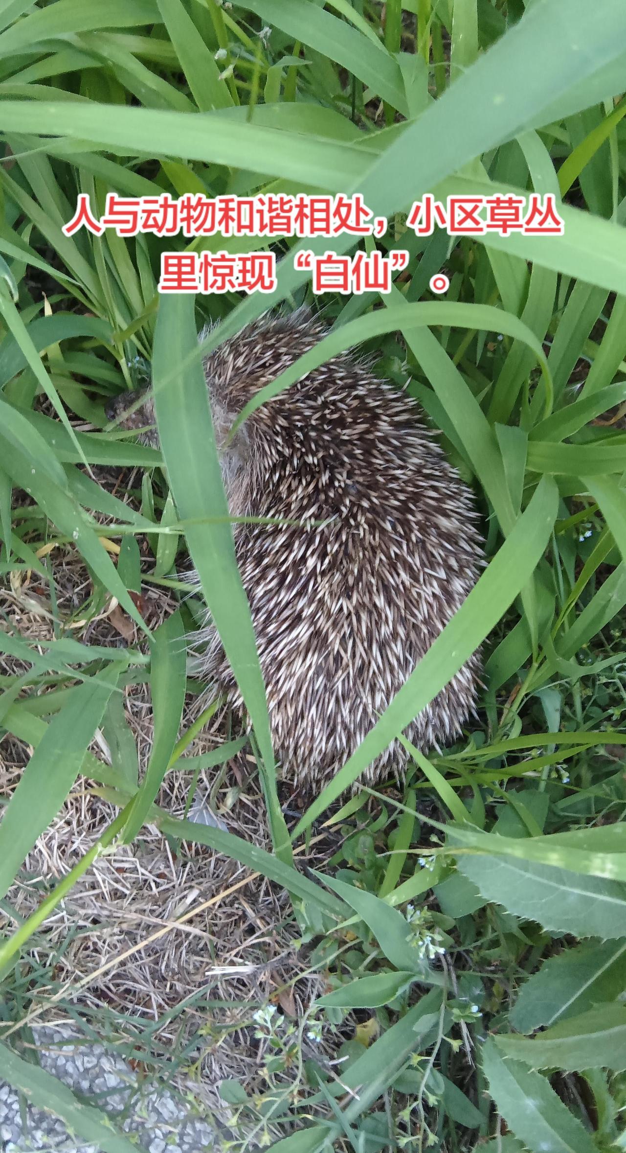 人与动物和谐相处。小区草丛里惊现“白仙”现在人都有保护小动物的意识，知道地球是人
