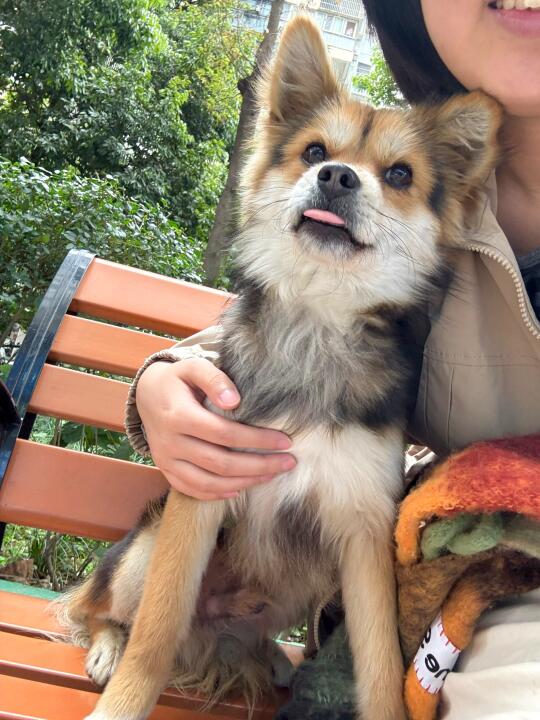 小黑又溜进诊所