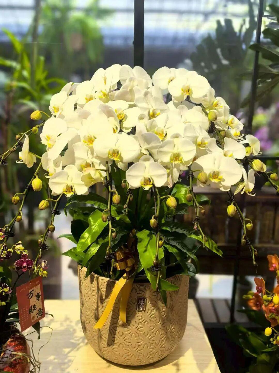 搭配的花盆也很有心思，浅棕底色配着暗纹，低调又不失质感，系着的金棕色蝴蝶结添了几