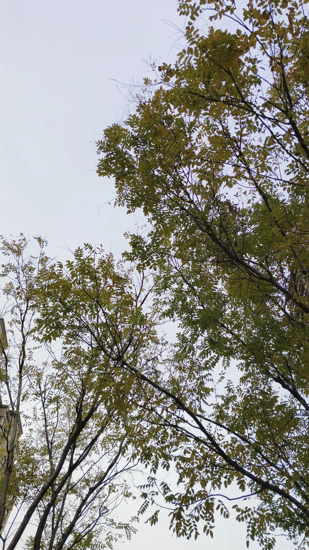 这样的秋冬交替的时光，总是让人恋恋不舍。
冬去春来又一年，到时候不再是这些叶子陪