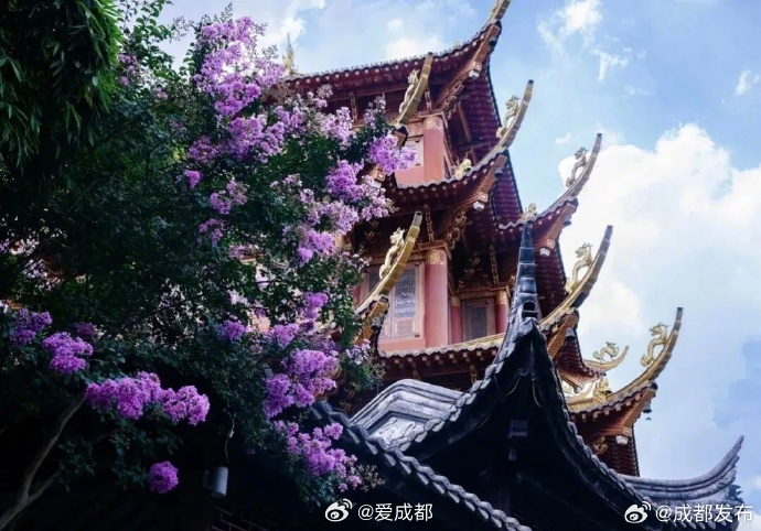 【成都夏日盛开绝绝紫】近日，一簇簇粉紫的花爬满枝头，紫薇花进入最佳观赏期，这些紫