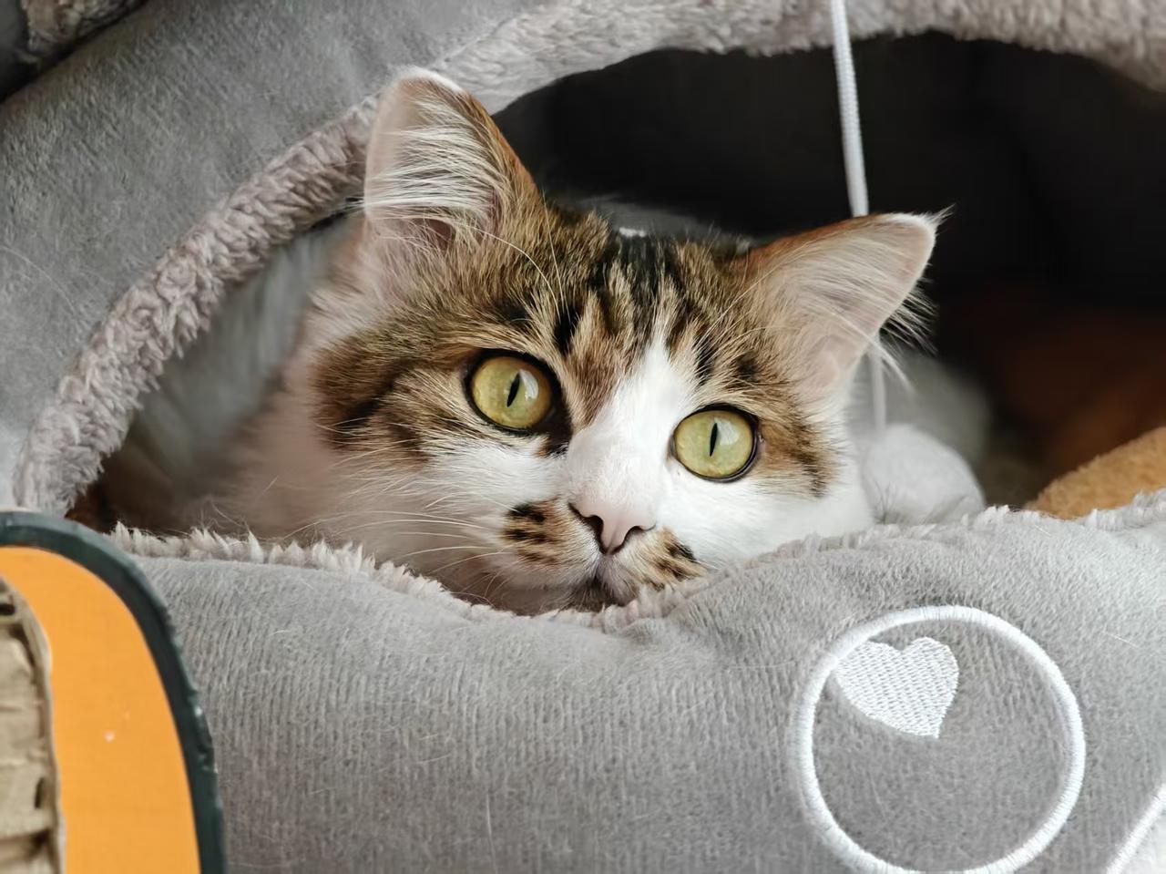 能晒一下你家猫咪慵懒的样子吗我家喜宝是一只似乎永远长不大的猫，两岁了还是萌萌的小