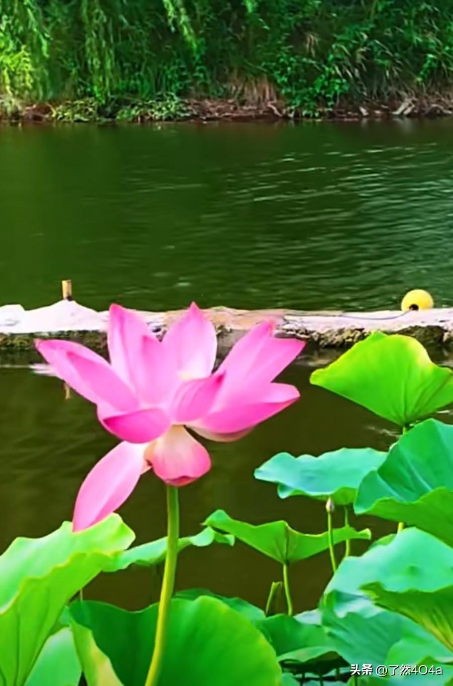 真心话茶局你看那接天莲叶无穷碧，映日荷花别样红——夏天把最绚烂的画卷，铺展在天地