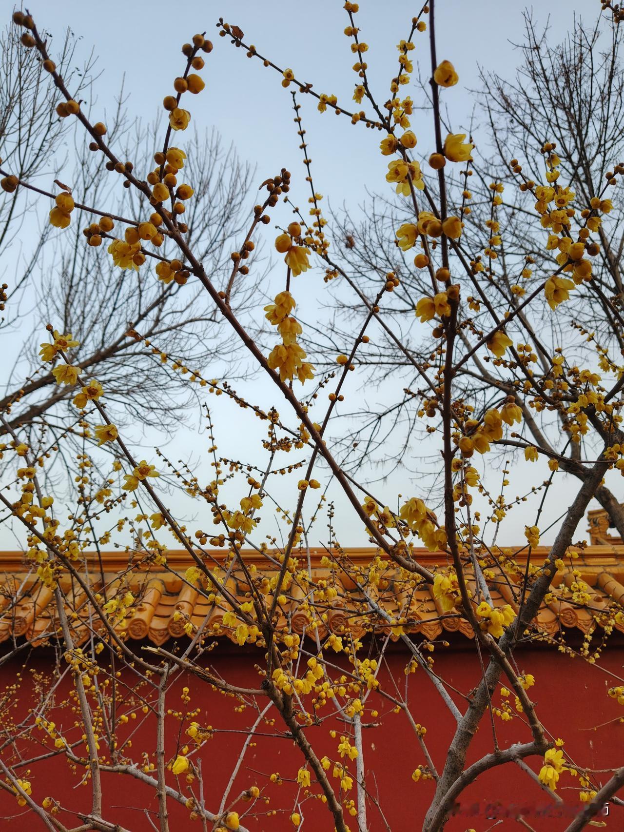 冬日生活打卡季踏雪寻梅，不为折枝，只为那份凌寒独自开的勇气。梅花香自苦寒来，愿我