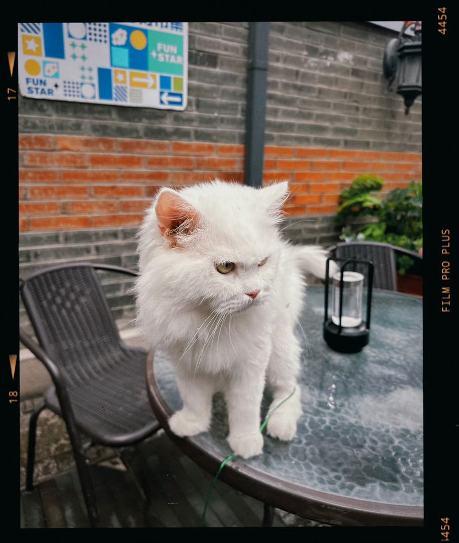 灵魂摆渡为猫咪演技正名🛎铃铃的遗憾遇上福神的陪伴，猫咪无声的陪伴治愈孤单，细腻