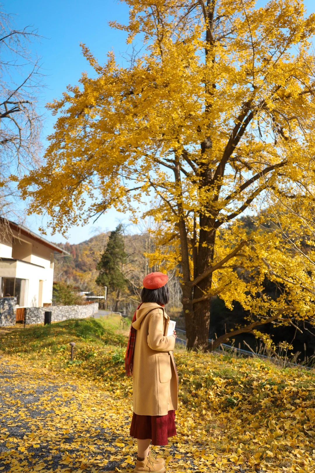 武汉周边银杏天花板❗️满地金黄美如画❗️