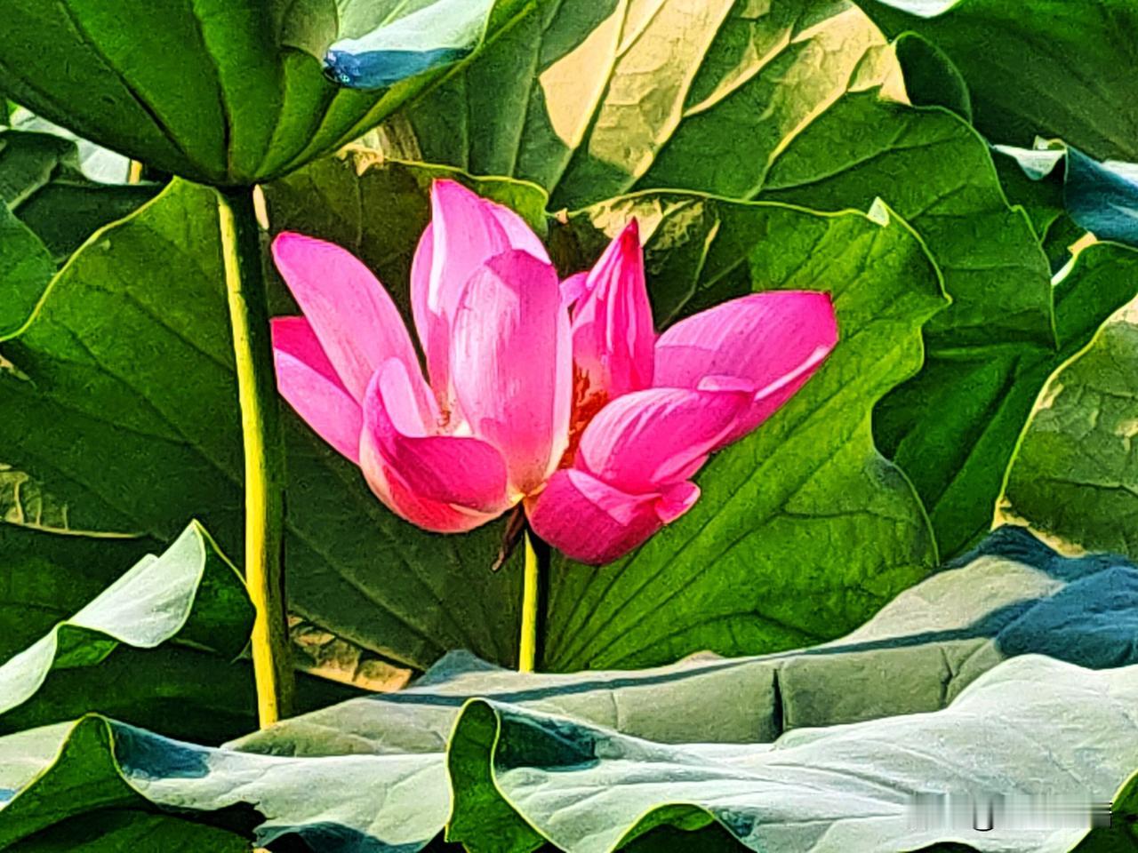 满目荷风，把夏日的浪漫留在荷塘