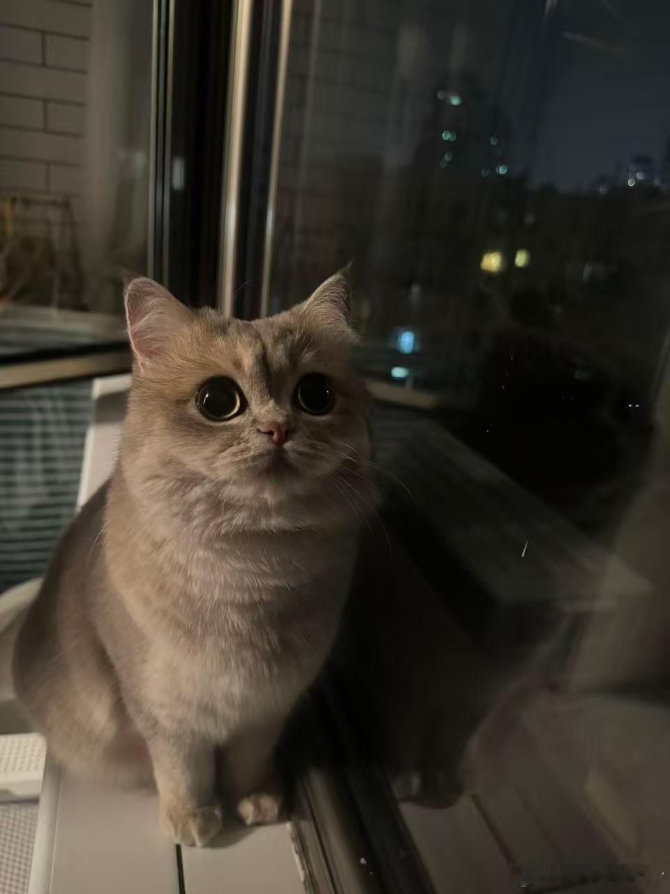 漂亮不漂亮🐱？可爱不可爱？ 